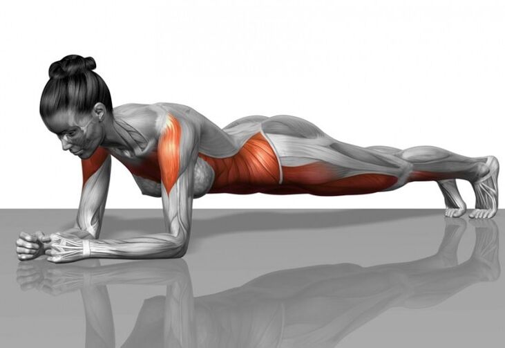 Esquema muscular